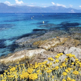 botanique-immortelle-de-corse